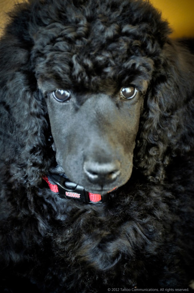 Jack - 10 weeks 3-12-12