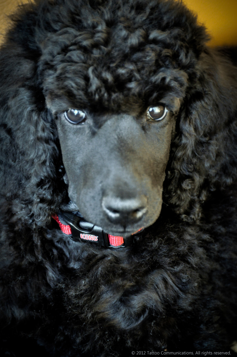 Jack - 10 weeks 3-12-12