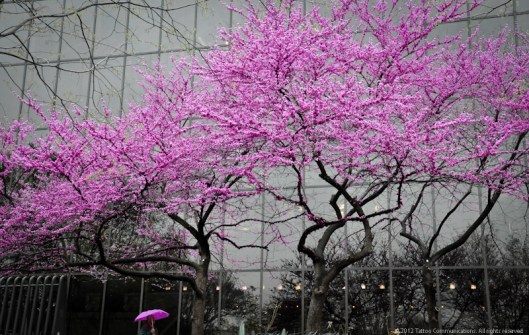 Redbud in the rain