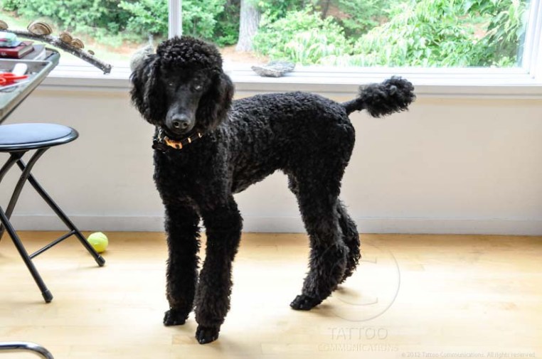 Watching outside7-7-12